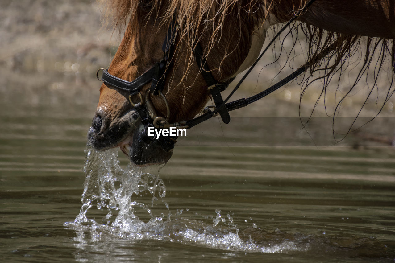 CLOSE-UP OF A DRINKING WATER