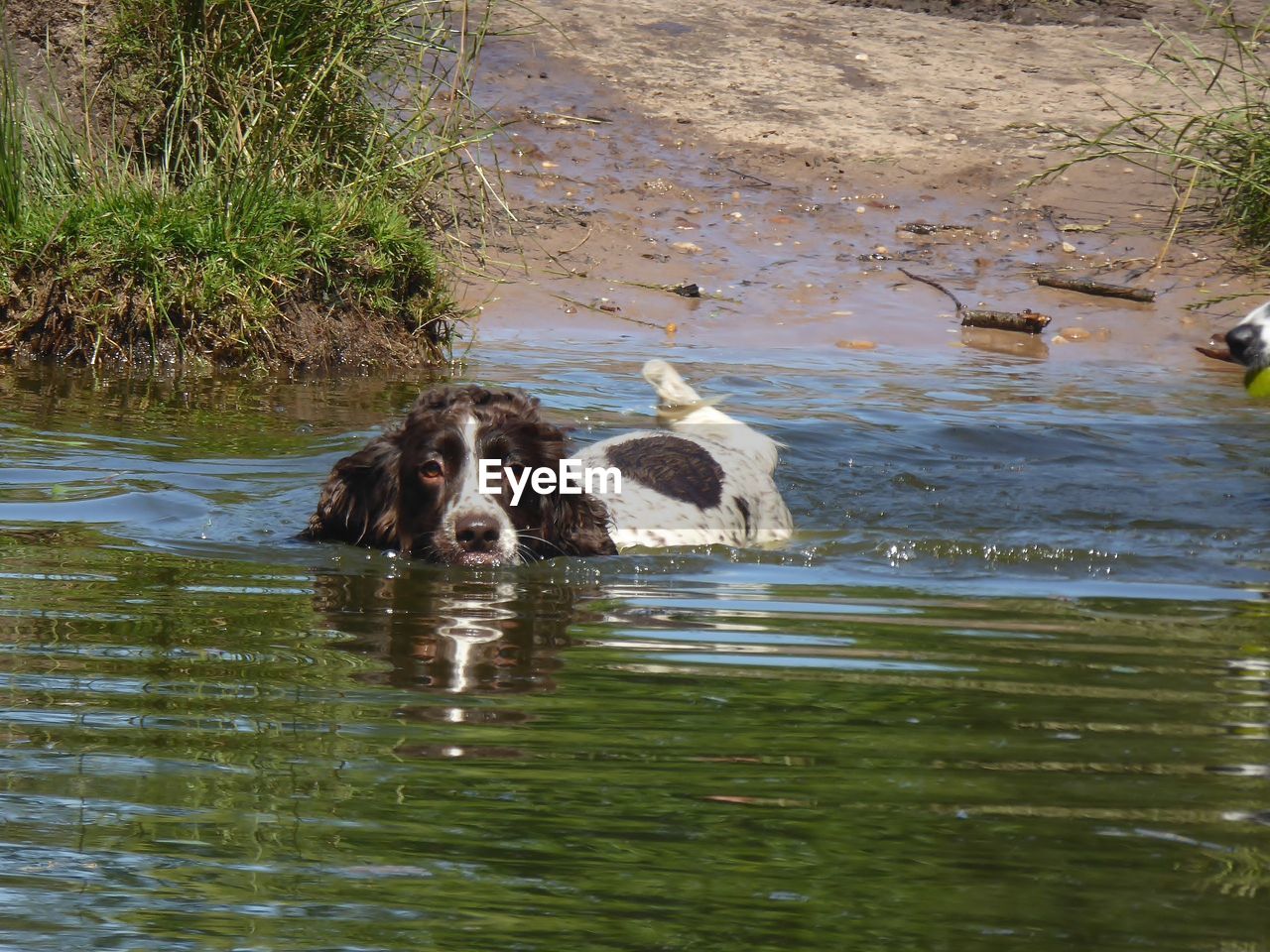 PORTRAIT OF A DOG IN LAKE