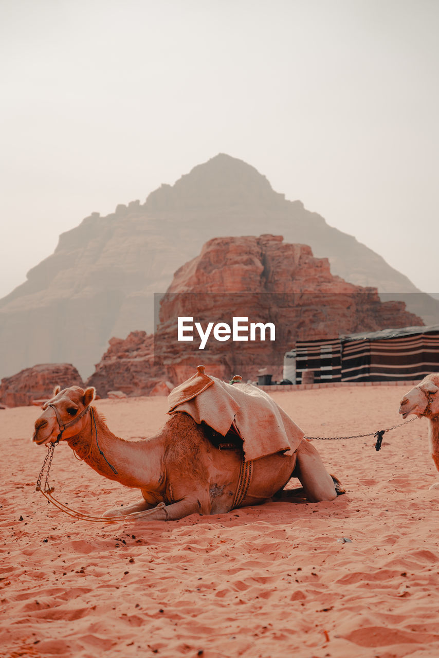 Camel on sand at desert