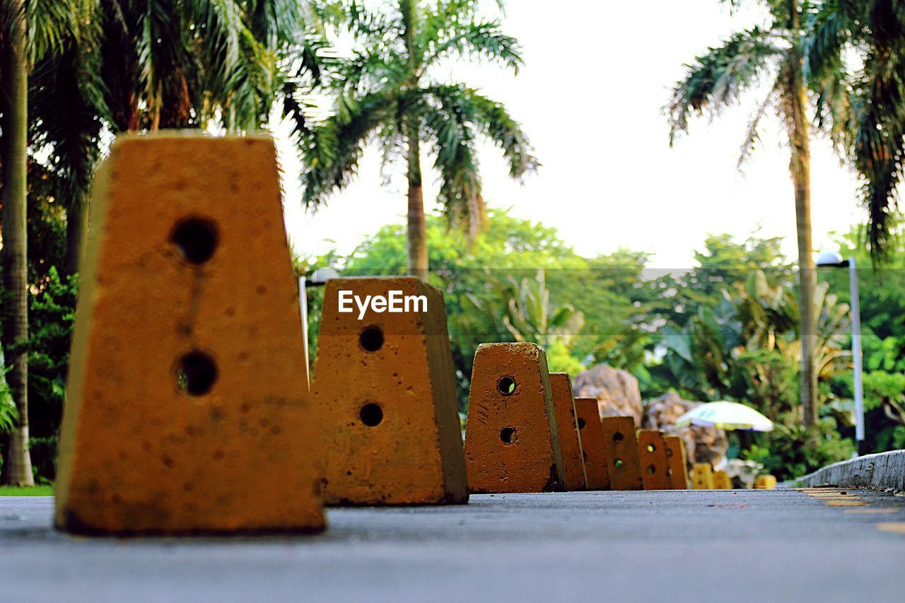 Close-up of palm tree and road 