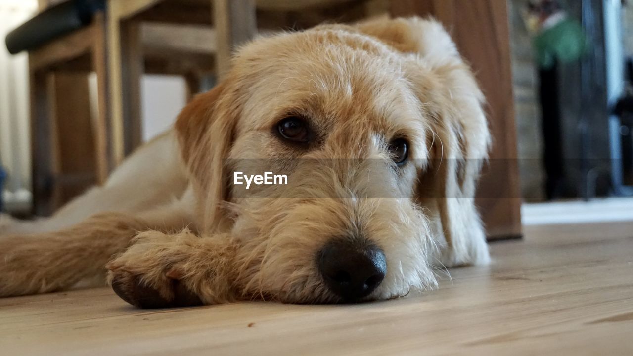 close-up portrait of dog