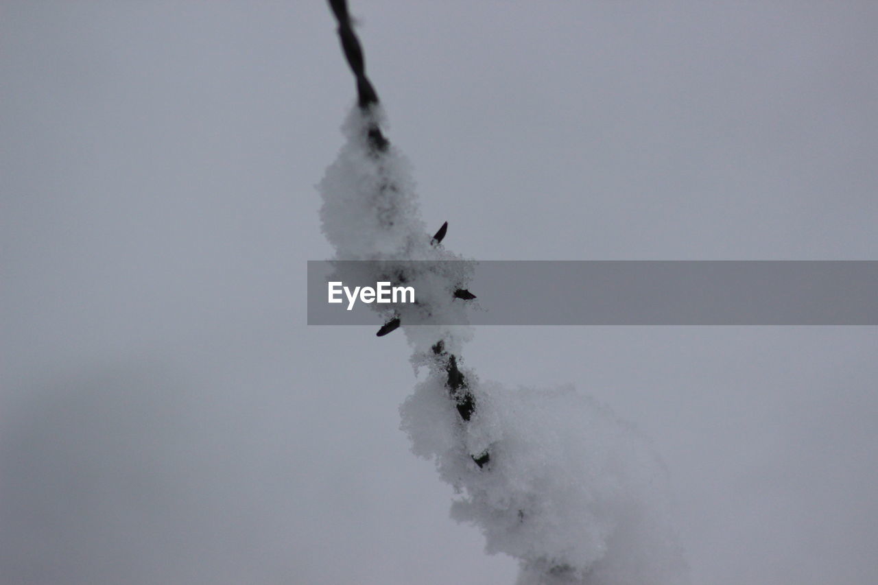 VIEW OF SNOW COVERED TREES