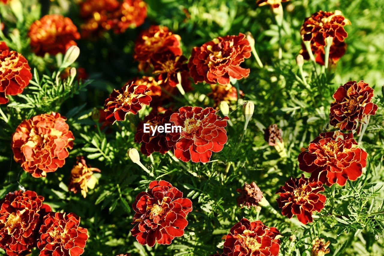 HIGH ANGLE VIEW OF RED FLOWERING PLANT