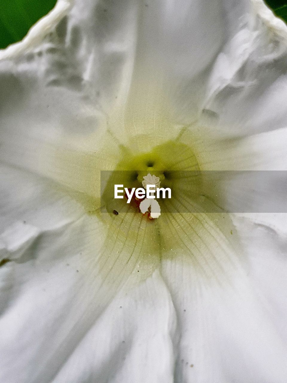 FULL FRAME SHOT OF WHITE HIBISCUS BLOOMING OUTDOORS