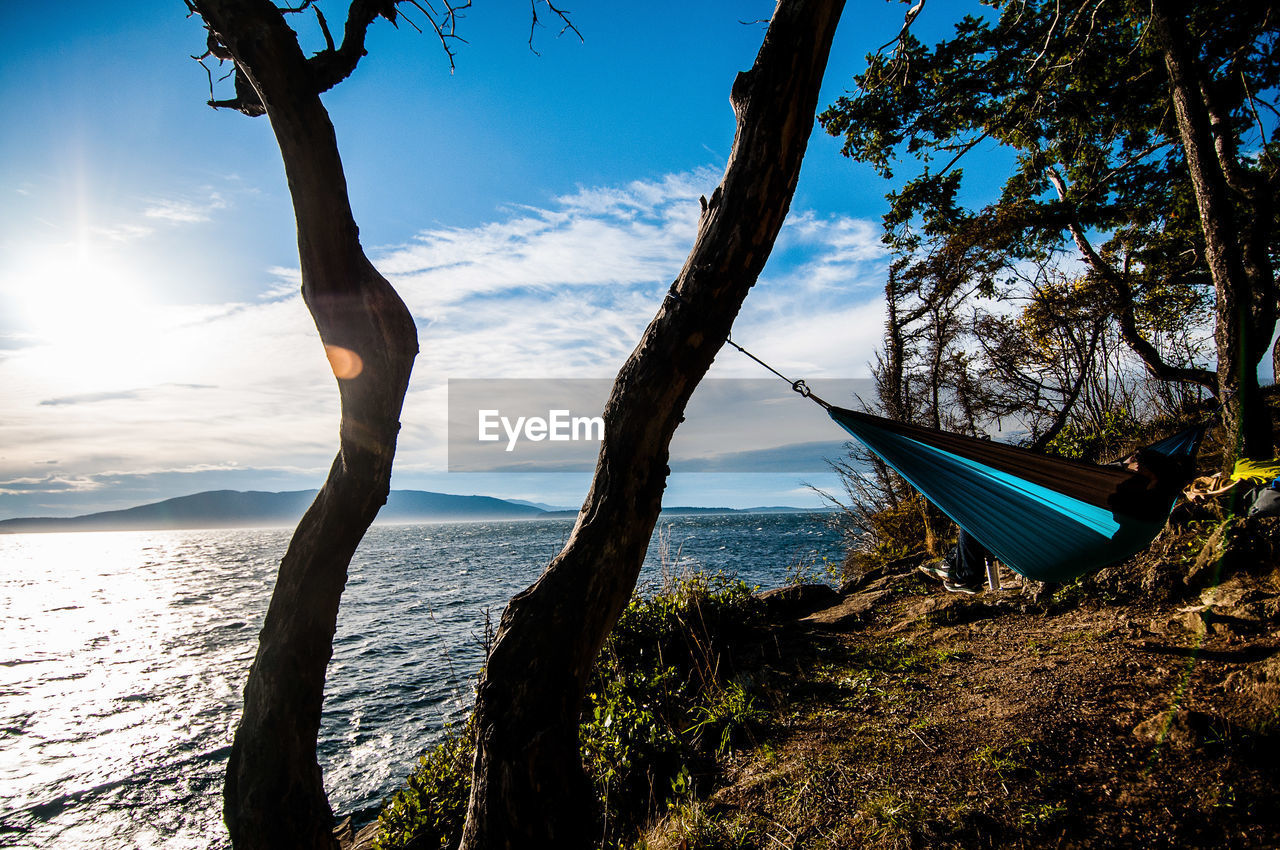 TREES BY SEA AGAINST SKY