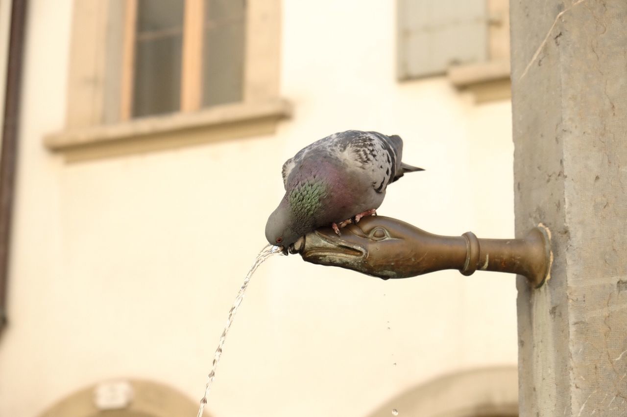 Pigeon drinking water from fountain nozzle
