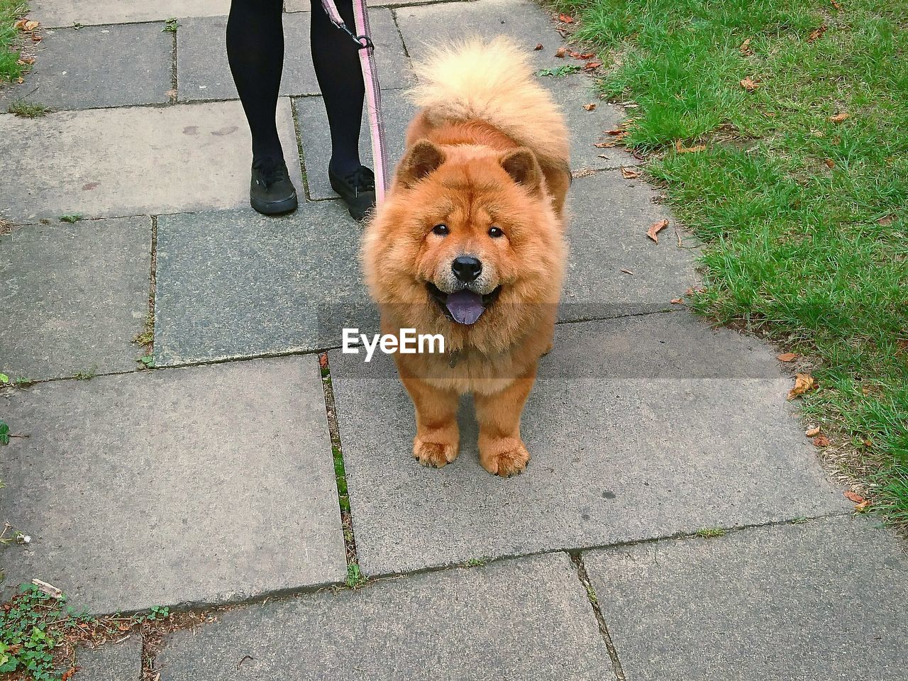 Low section of person standing with dog on footpath