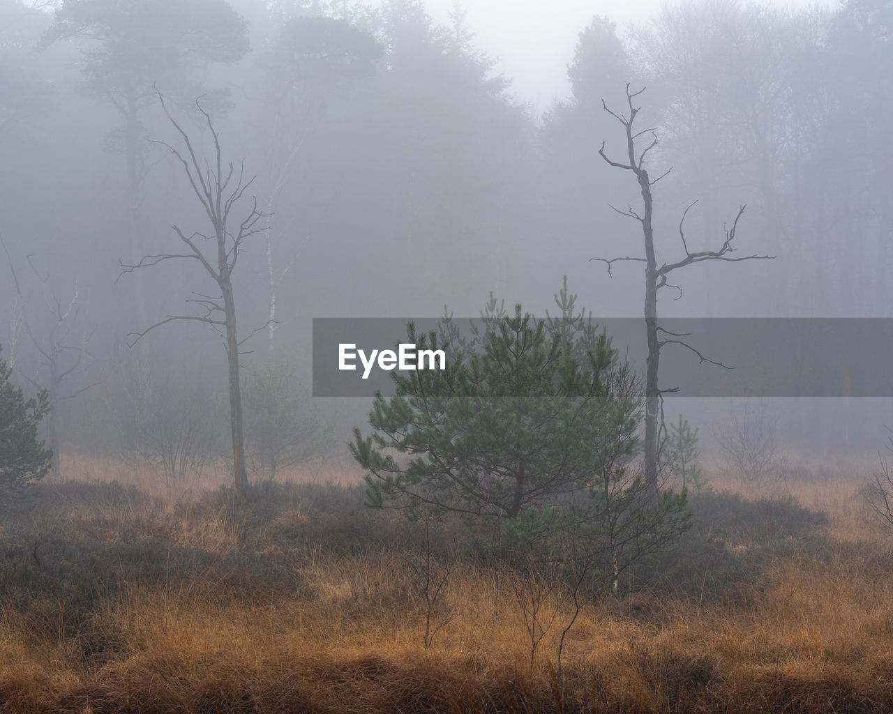 mist, tree, fog, morning, plant, nature, environment, land, forest, landscape, beauty in nature, no people, natural environment, tranquility, wilderness, scenics - nature, non-urban scene, haze, tranquil scene, outdoors, sky, winter, social issues, grass, woodland, dawn, twilight, rural area, smog, savanna, autumn