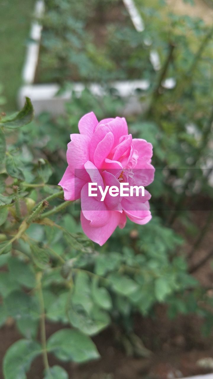 CLOSE-UP OF PINK ROSE AND PLANT