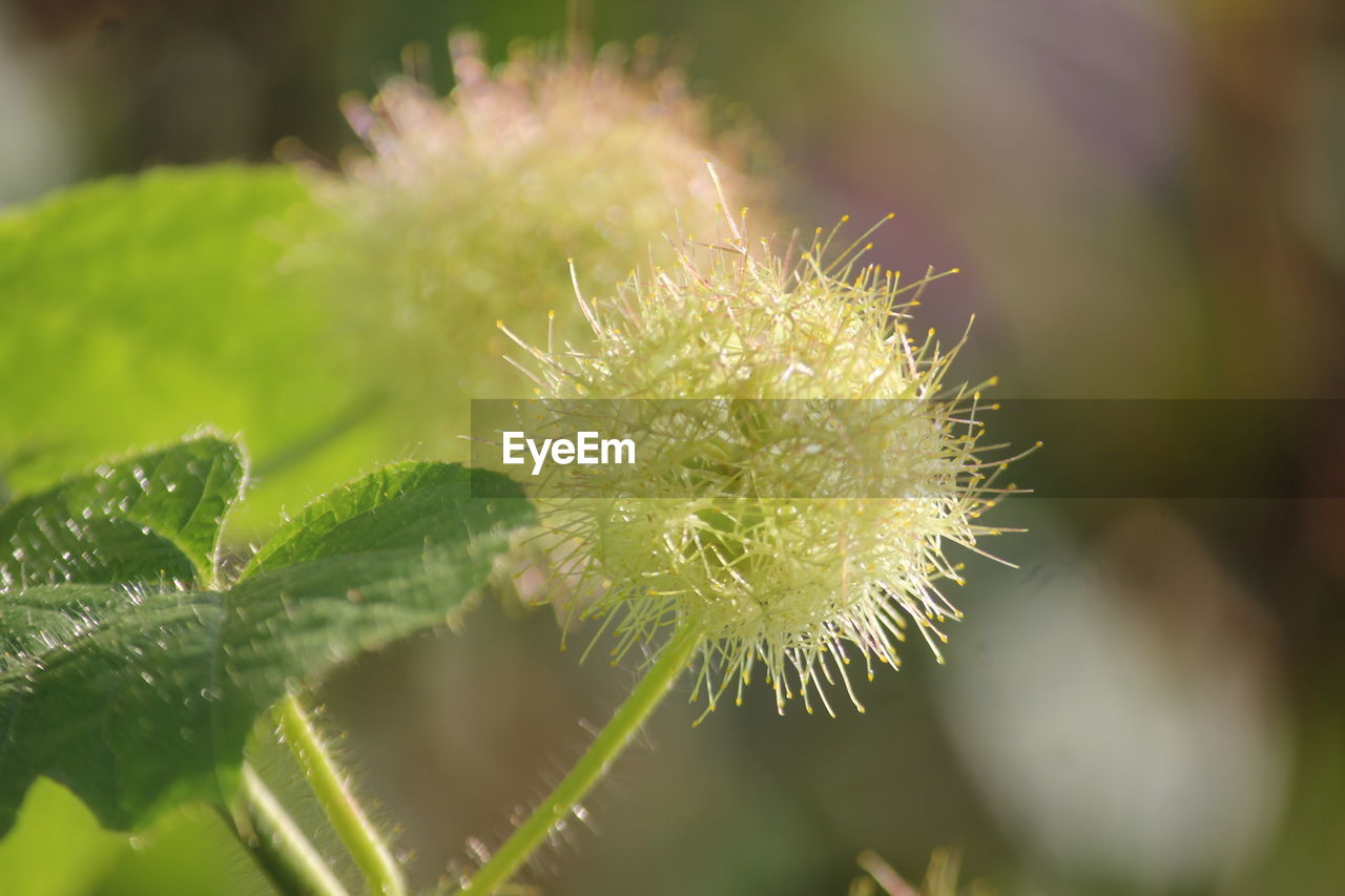 CLOSE-UP OF DRIED PLANT