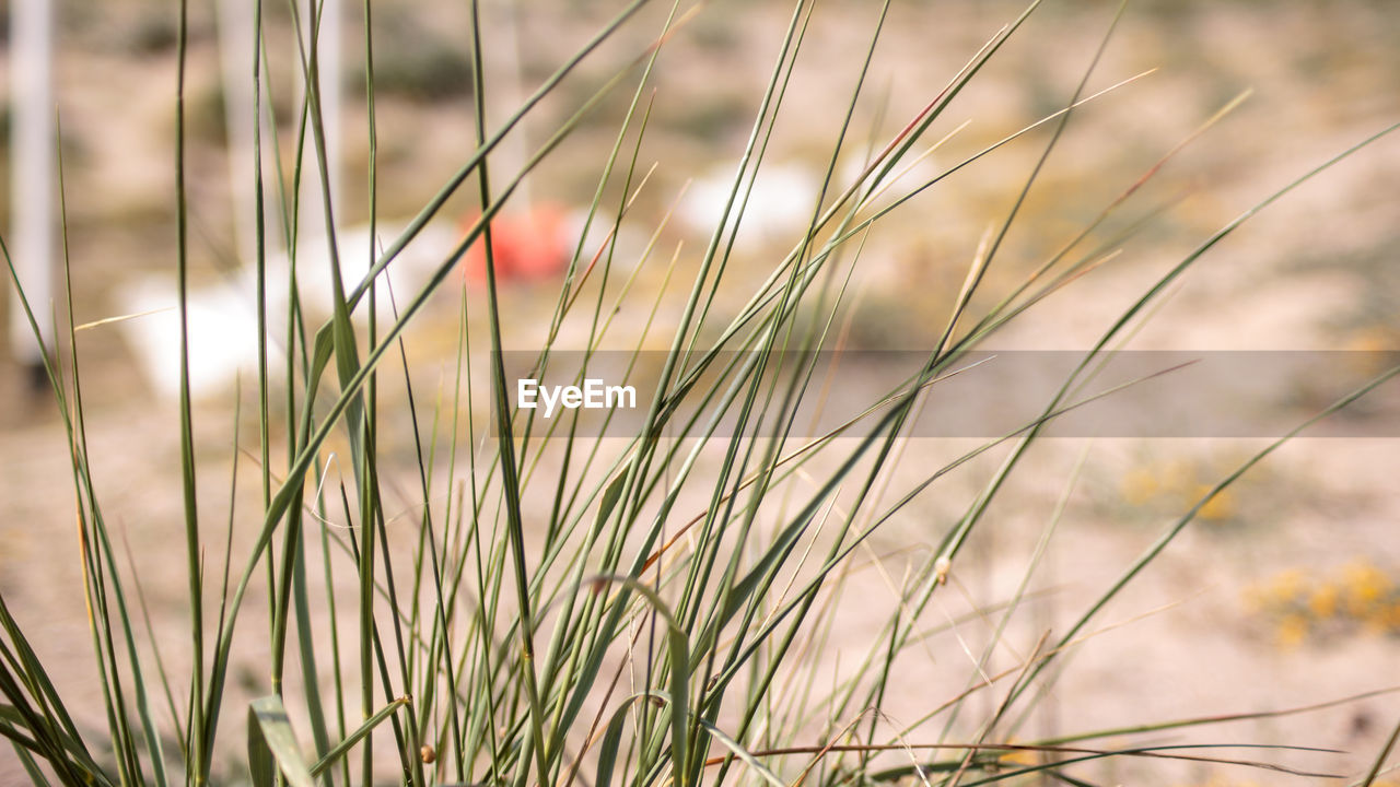 Close-up of grass against sky