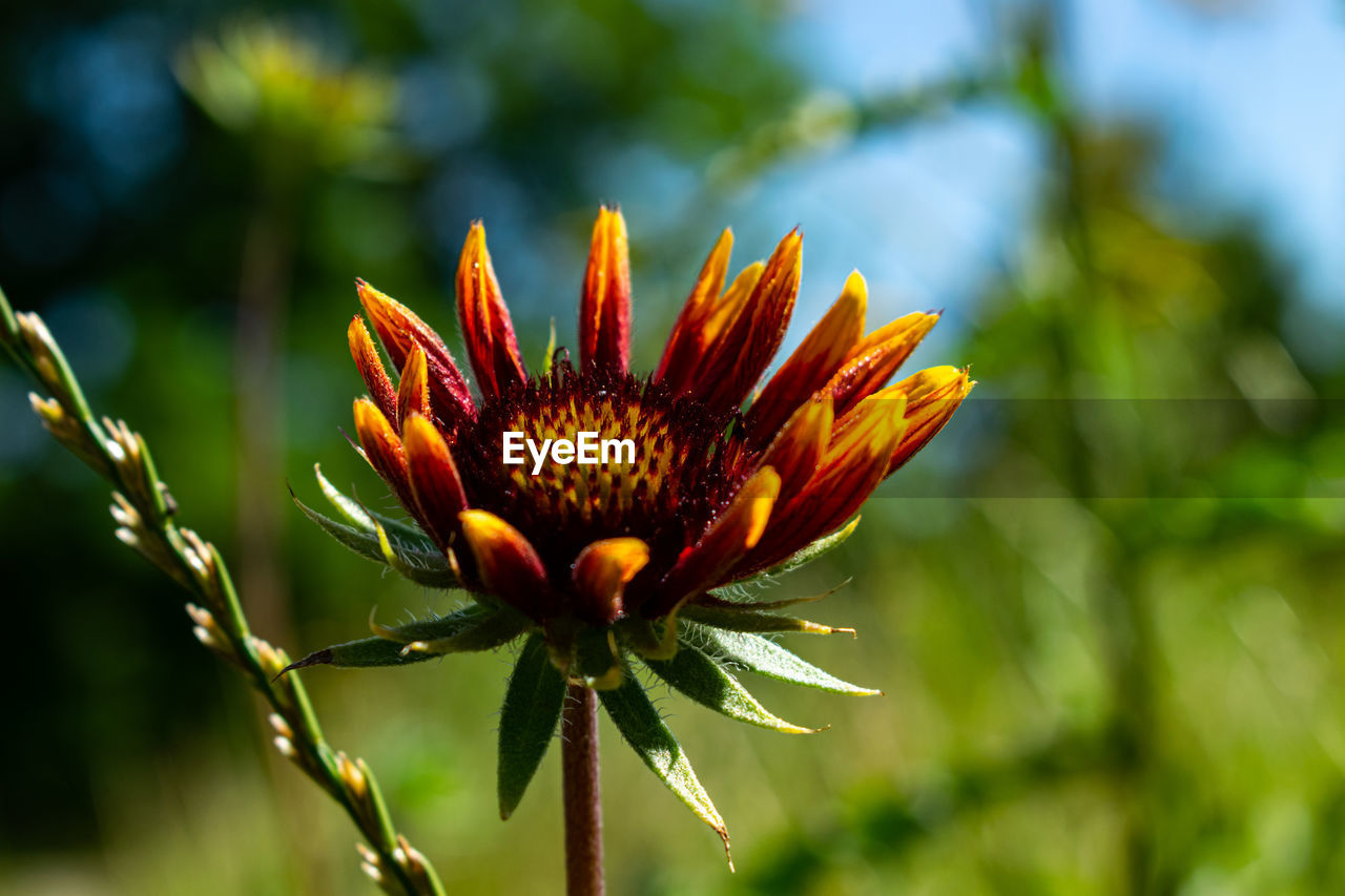 Close-up of orange flower