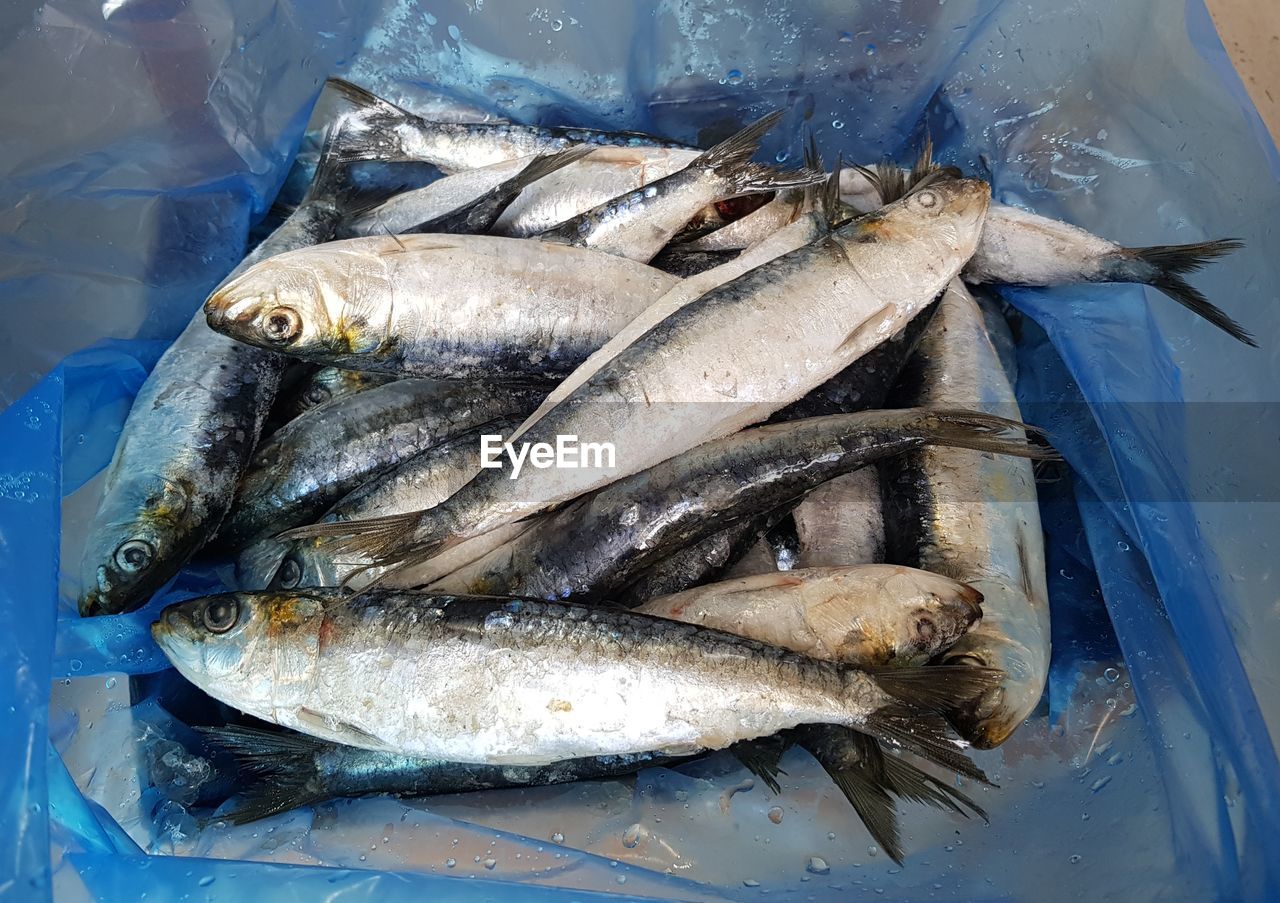 High angle view of fish for sale