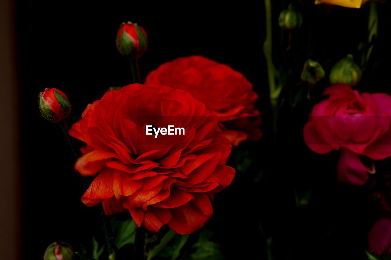 CLOSE-UP OF RED FLOWERS