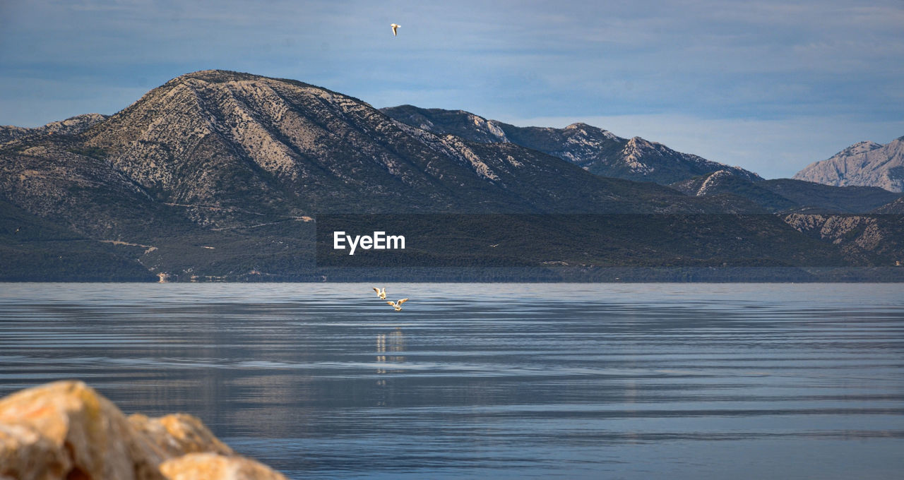 Birds flying over lake against mountains