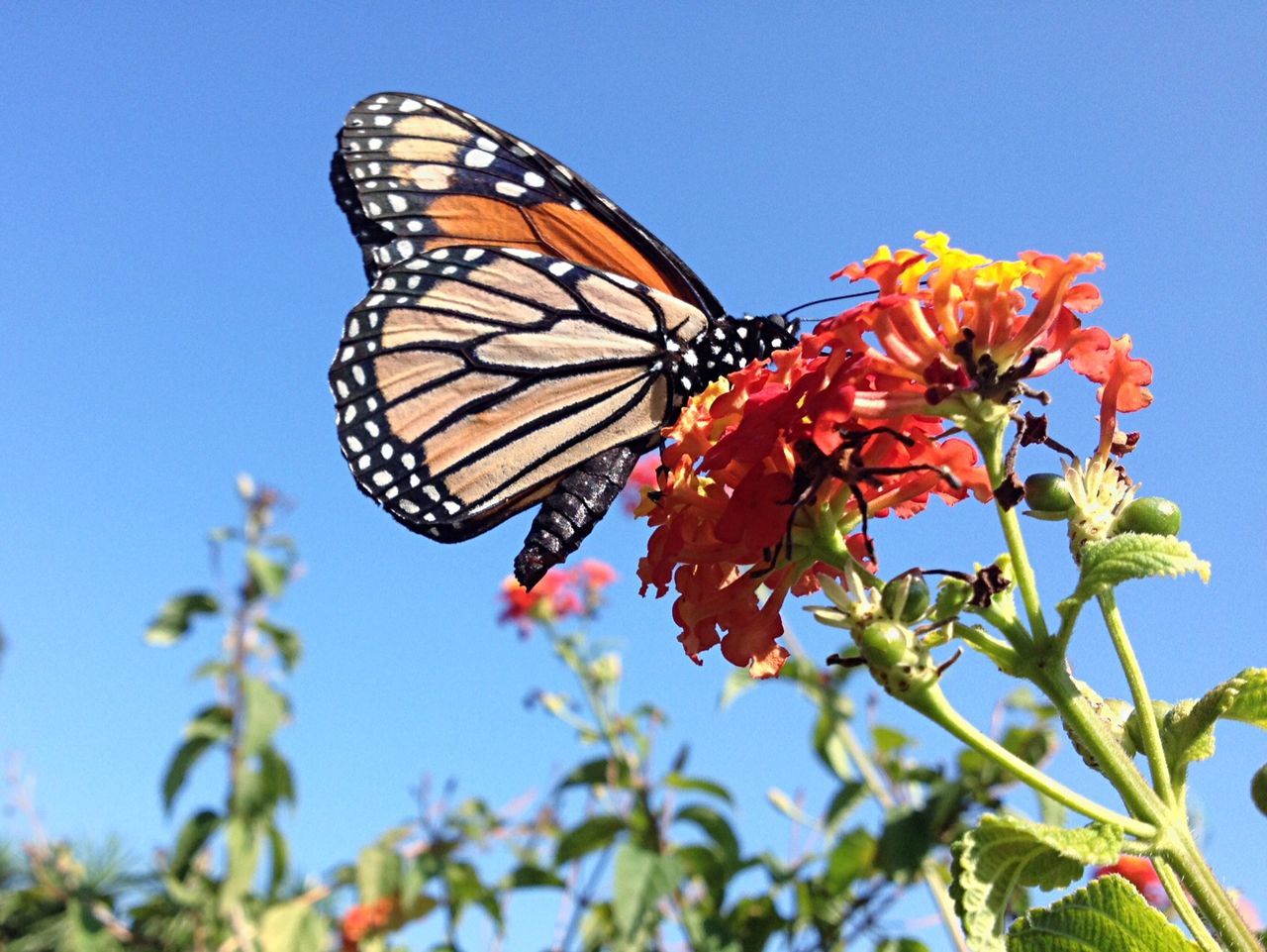 Low angle view of butterfly on lantana camara against clear blue sky