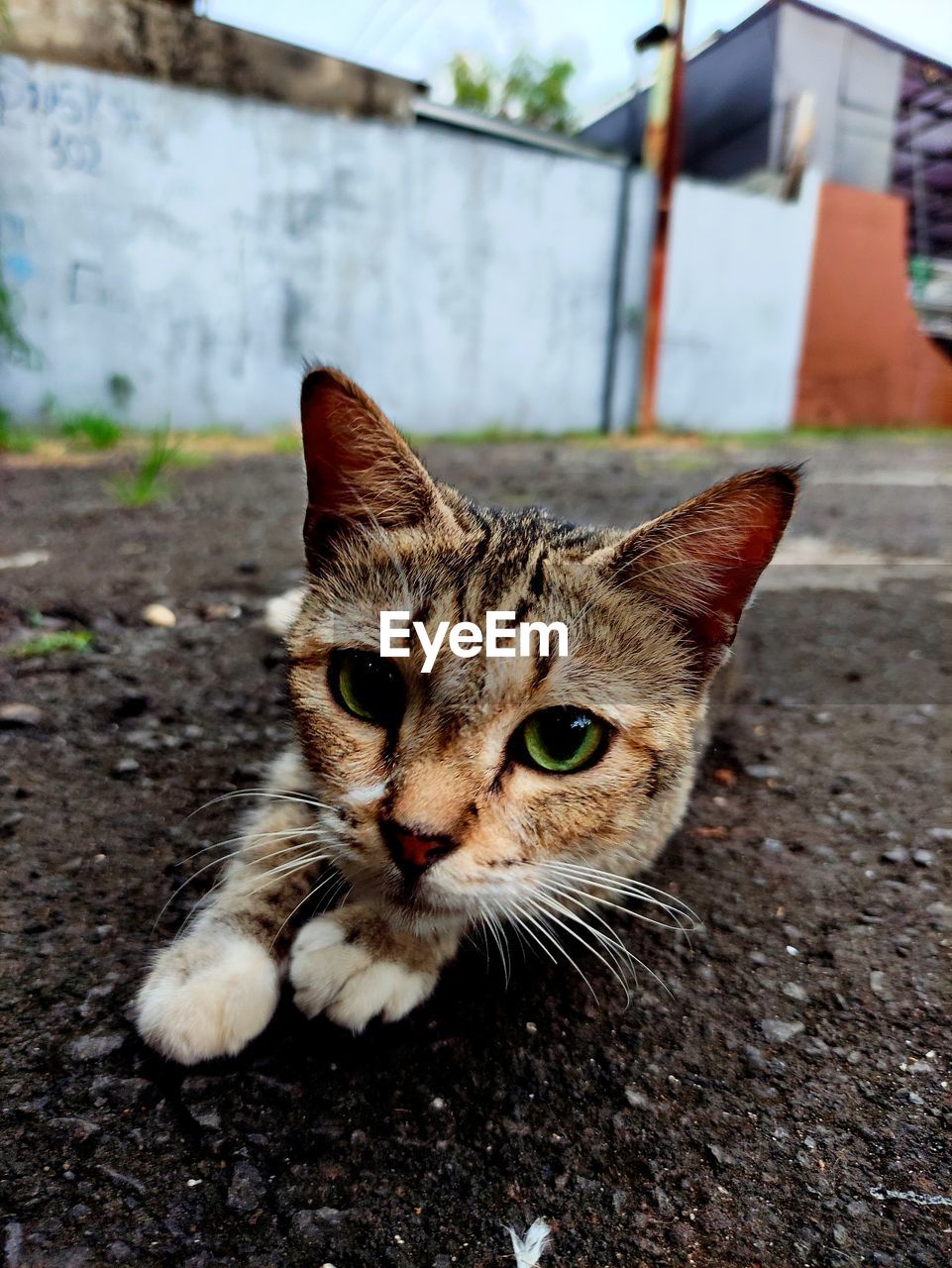 Close-up portrait of cute cat