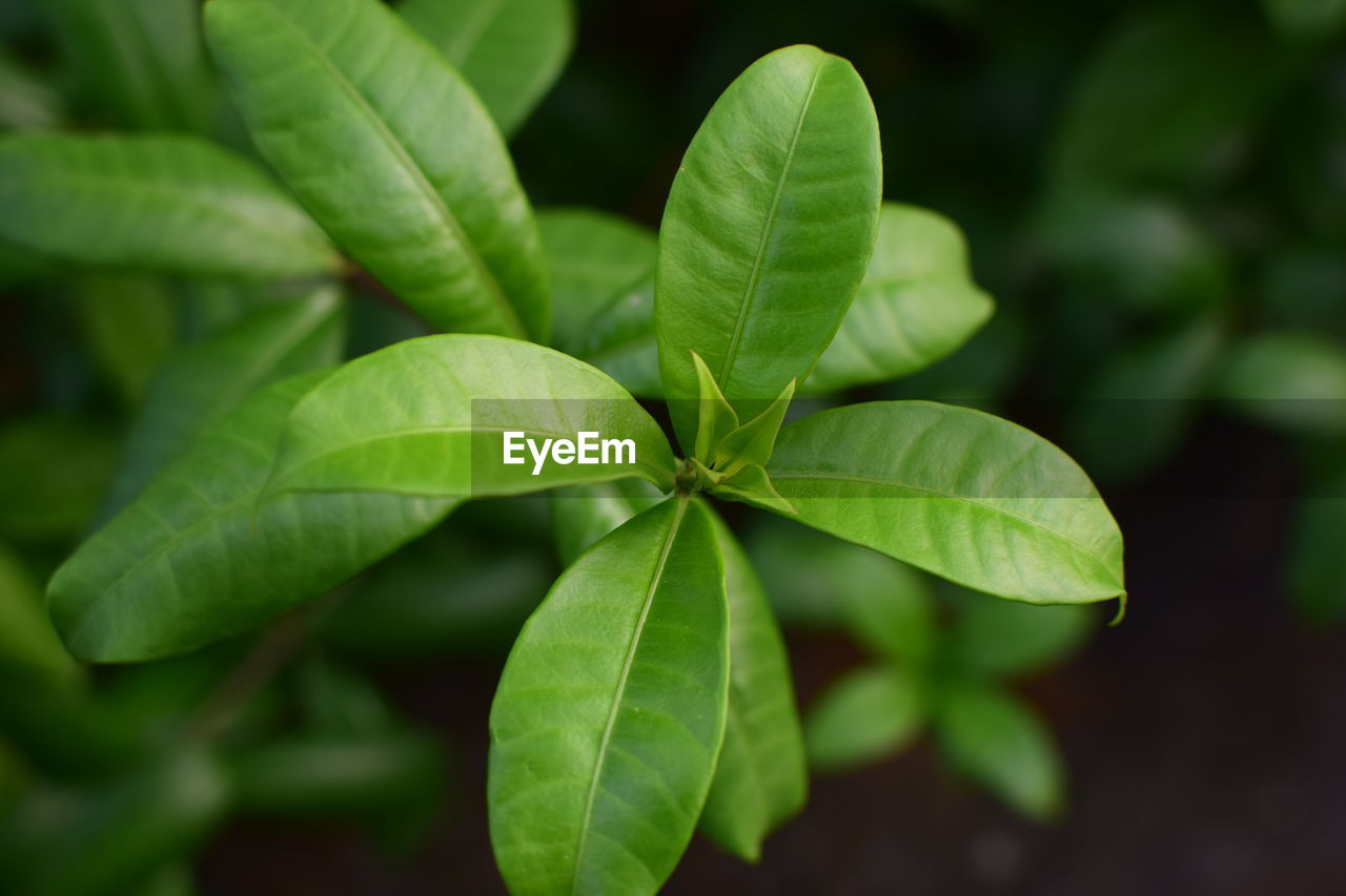 Close up of green leaves with small depth of field and defocus background.