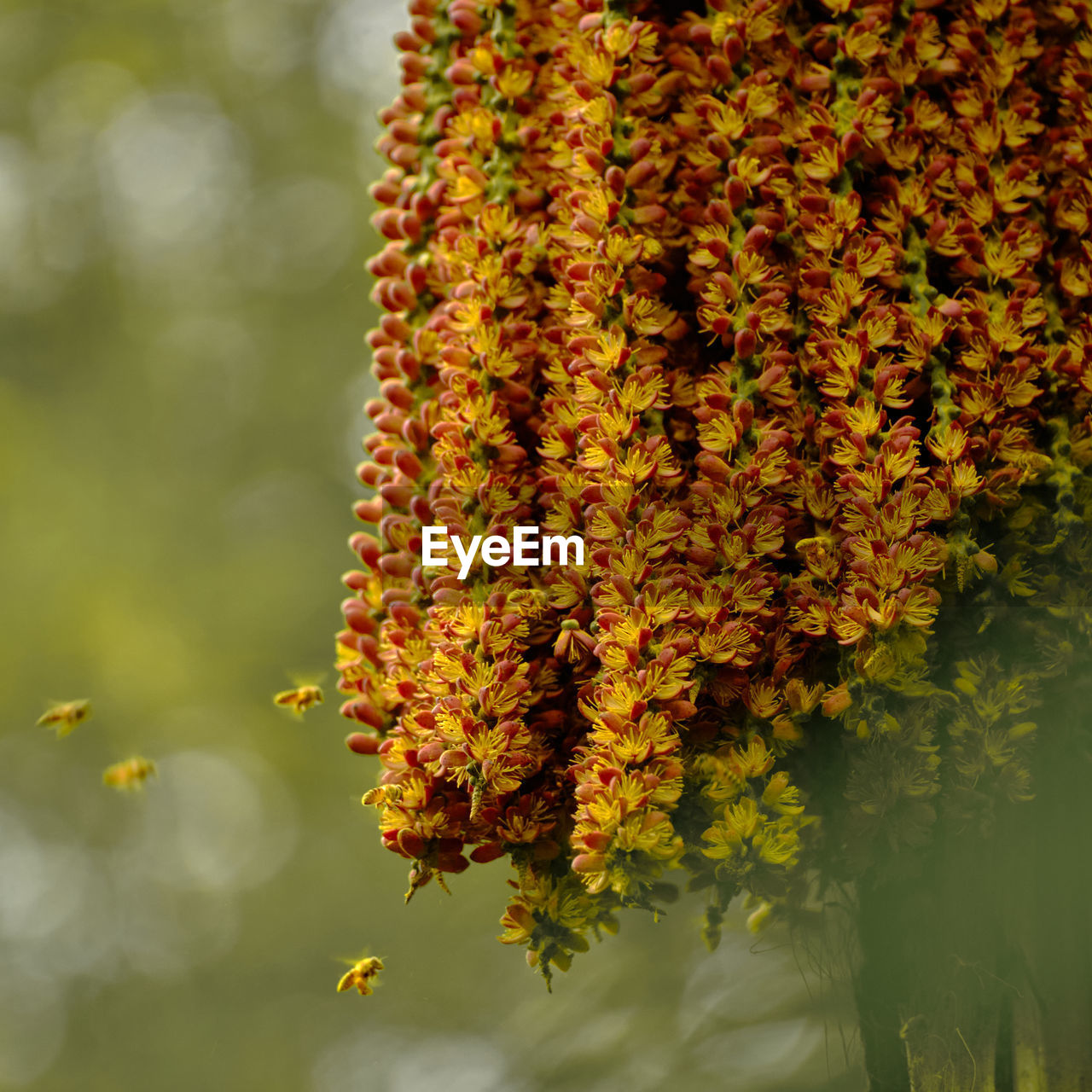 The bees is flying to collect honey from the flowers.