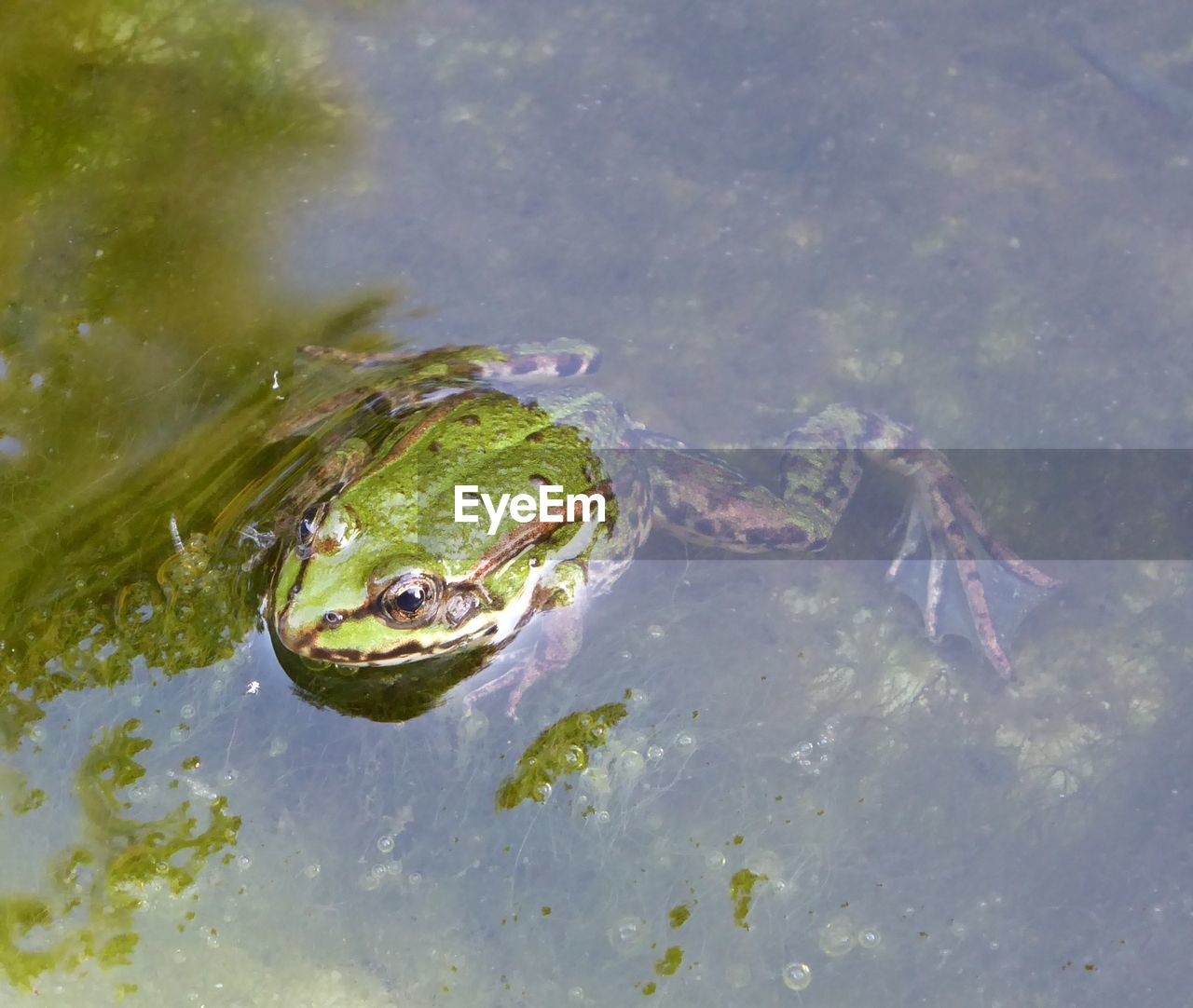 High angle view of turtle swimming in water