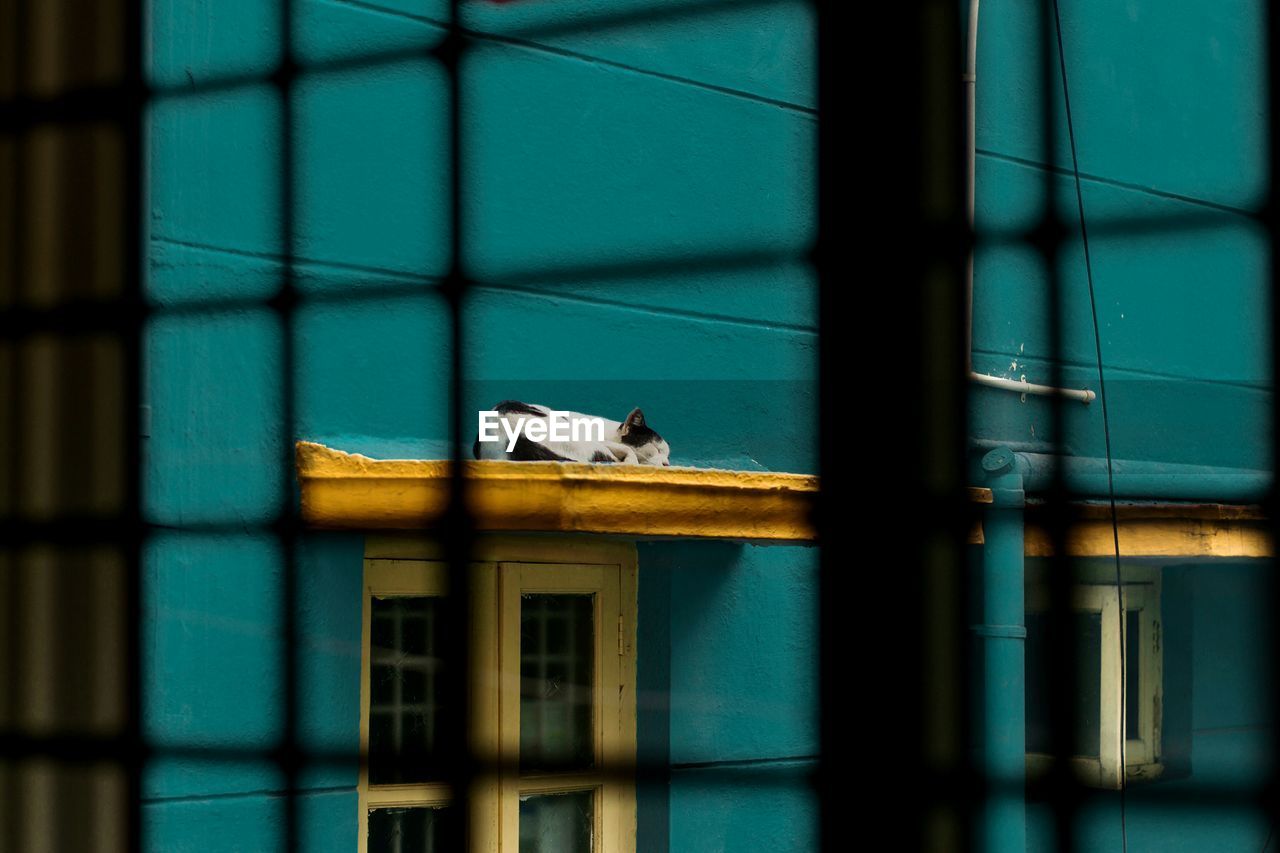 Cat sleeping on ledge of turquoise painted building seen through window