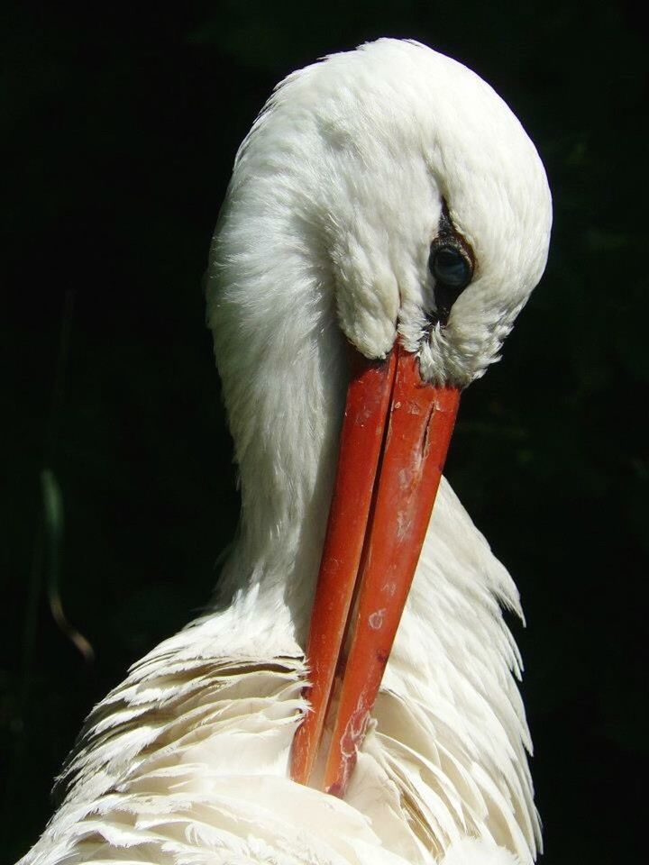 CLOSE-UP OF WHITE BIRDS