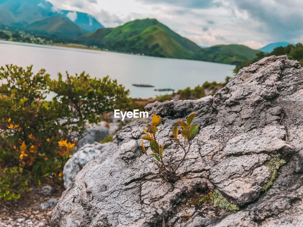 Plants growing on rock