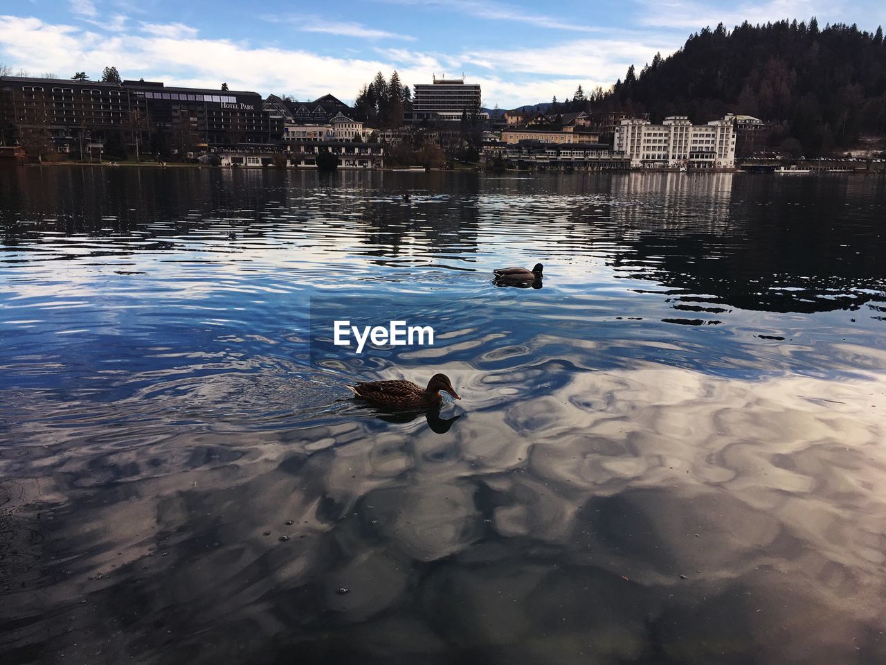 DUCKS SWIMMING ON WATER