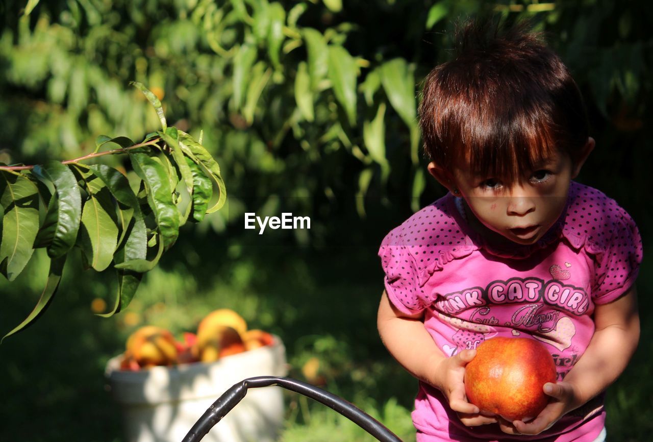 Portrait of girl holding peach at farm