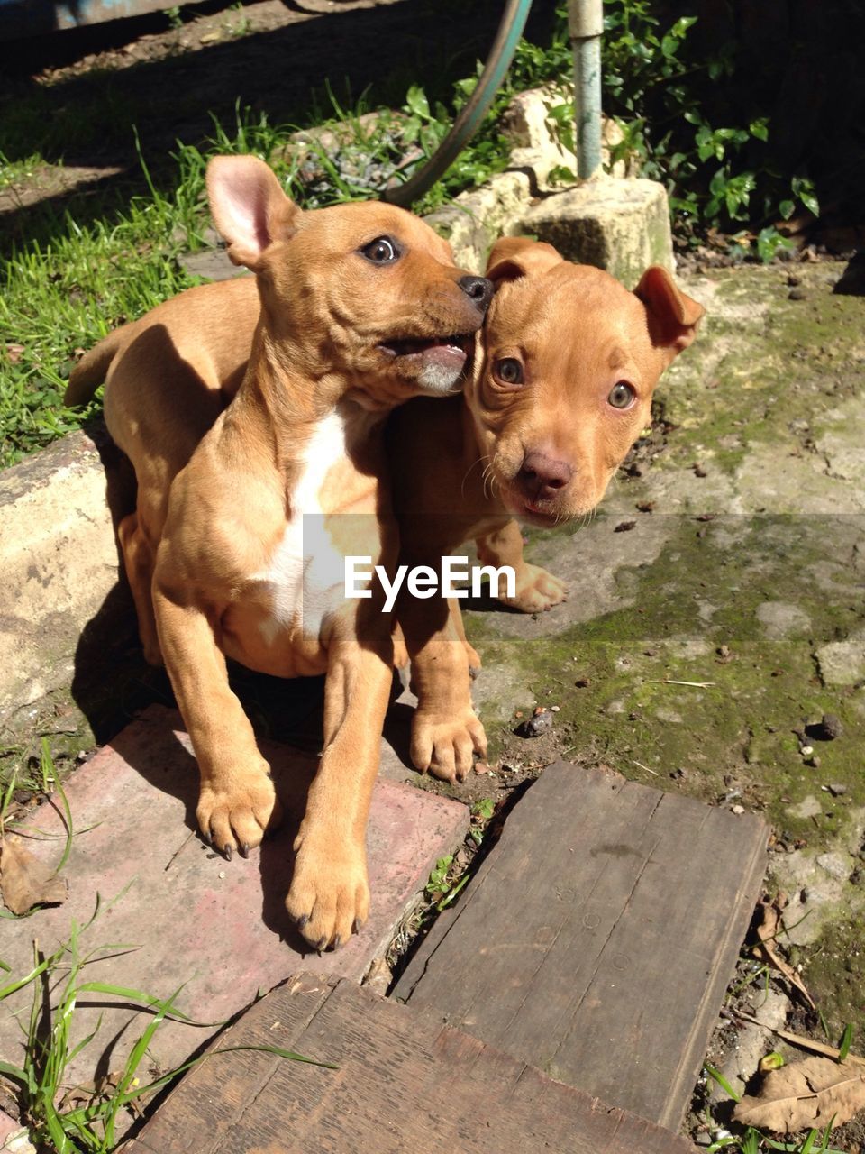 High angle view of brown puppies on field