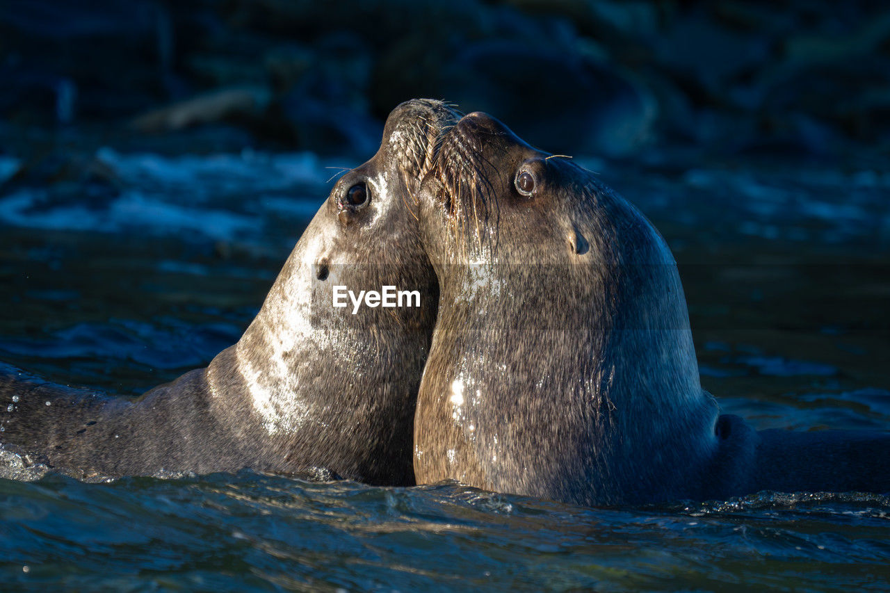 close-up of seal