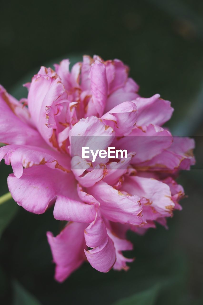 CLOSE-UP OF PINK FLOWERS OUTDOORS