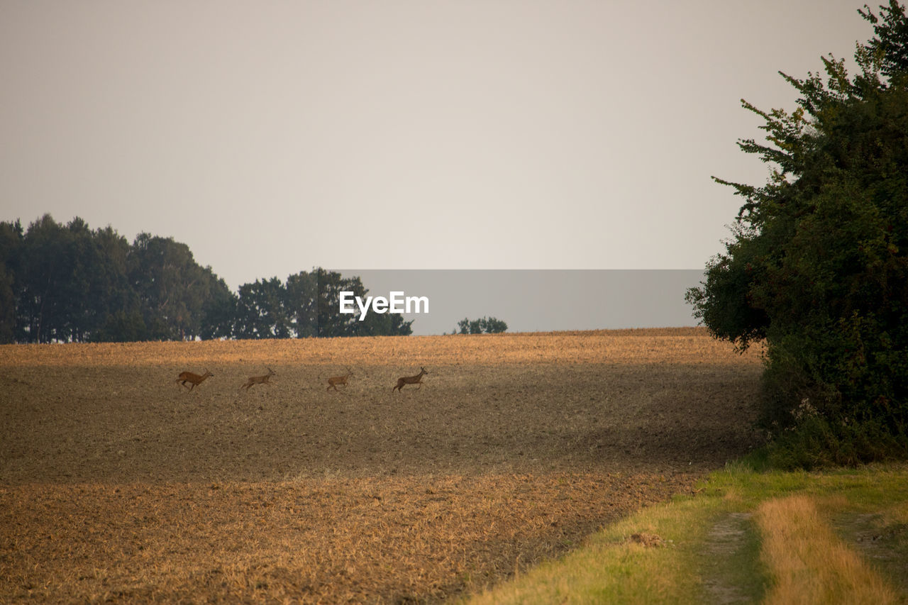 Scenic view of field against clear sky