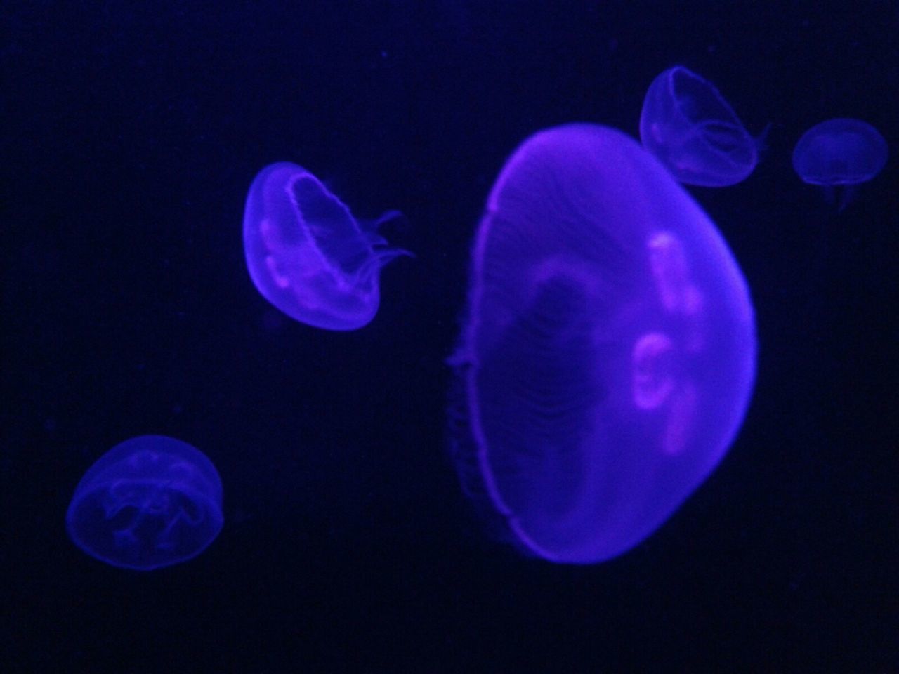 CLOSE-UP OF JELLYFISH IN AQUARIUM