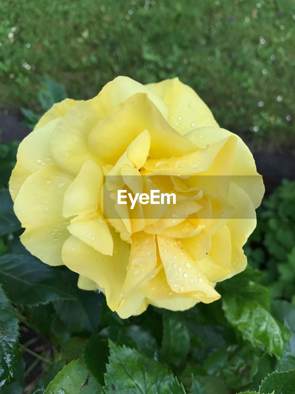 CLOSE-UP OF WET YELLOW ROSES BLOOMING OUTDOORS