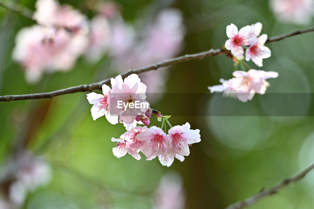 Close-up of pink cherry blossom