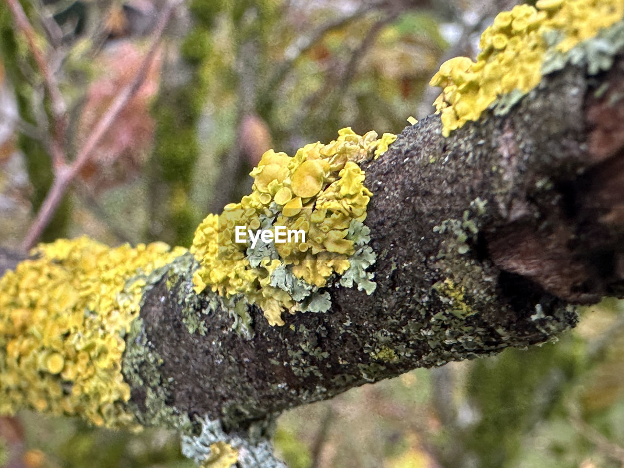 tree, yellow, plant, lichen, nature, close-up, flower, focus on foreground, day, leaf, no people, growth, moss, tree trunk, trunk, macro photography, outdoors, beauty in nature, branch, selective focus, textured, fungus, green, autumn, produce, shrub, wildlife