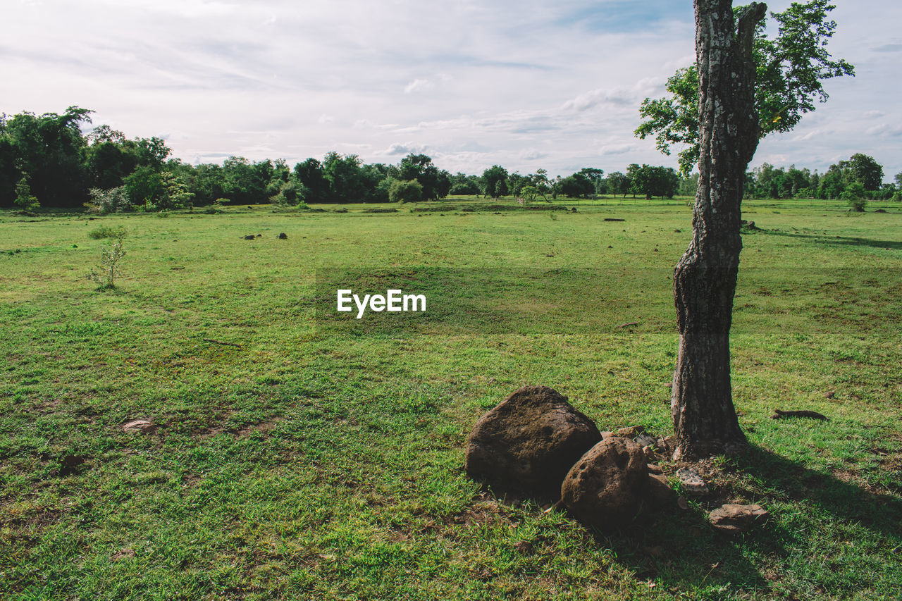 plant, tree, grass, landscape, nature, pasture, environment, land, field, sky, green, natural environment, rural area, no people, cloud, grassland, meadow, day, soil, scenics - nature, beauty in nature, tranquility, outdoors, rural scene, plain, tranquil scene, animal, agriculture, growth, lawn, animal themes, non-urban scene, animal wildlife, farm