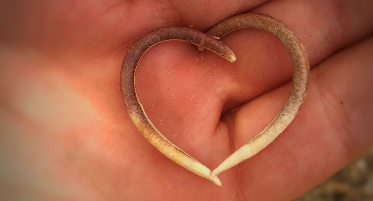 Cropped image of hand with heart shape stick