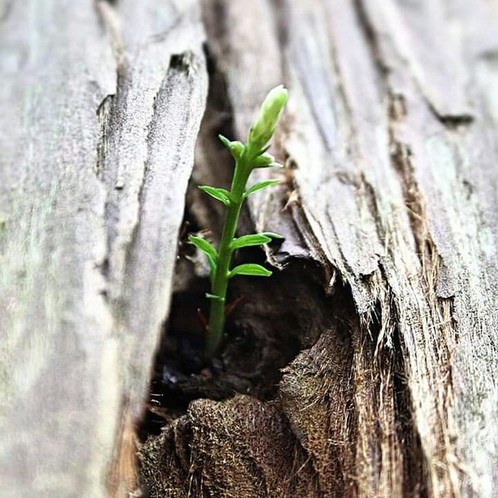 CLOSE-UP OF TREE TRUNK