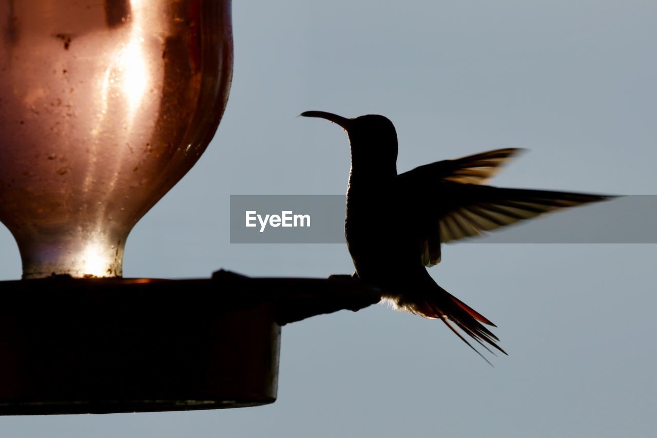 Low angle view of bird flying against clear sky