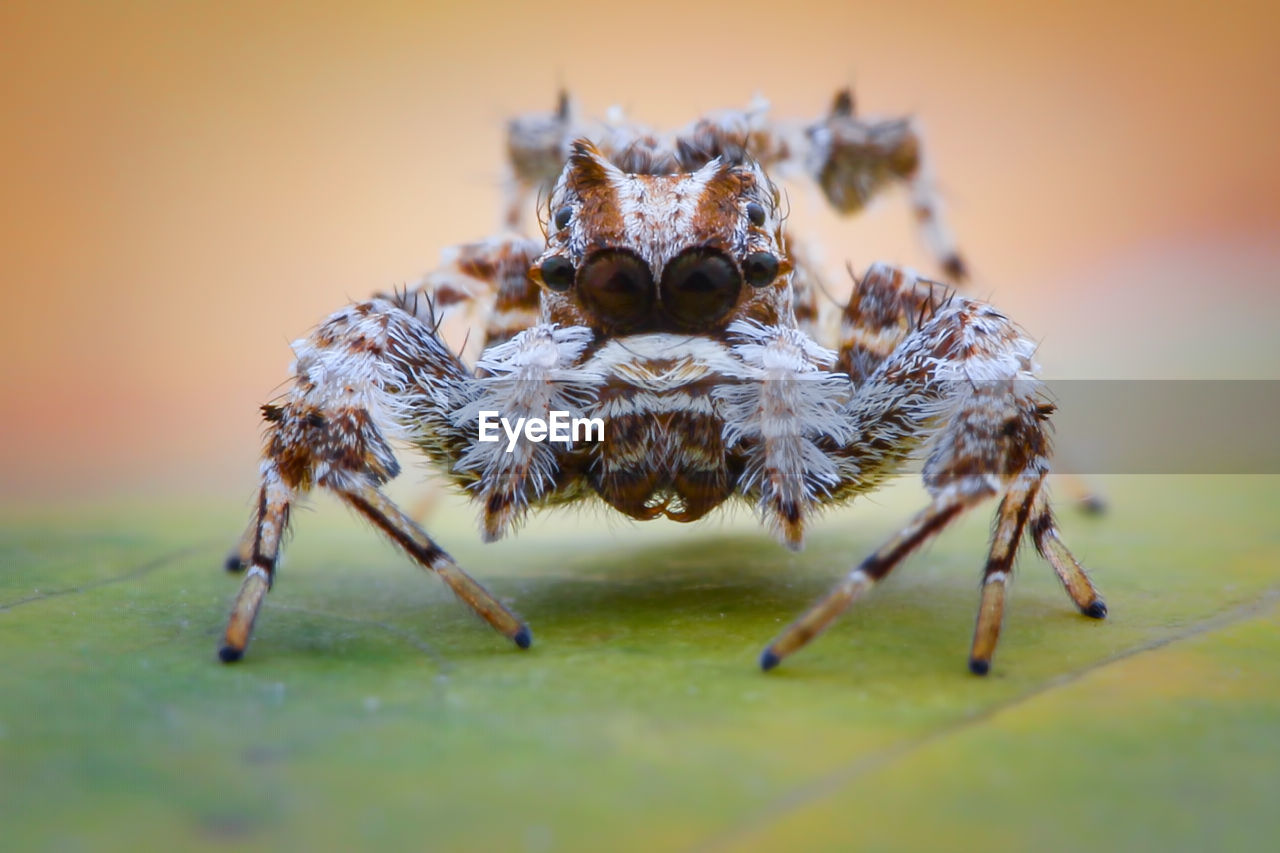 MACRO SHOT OF SPIDER ON WEB