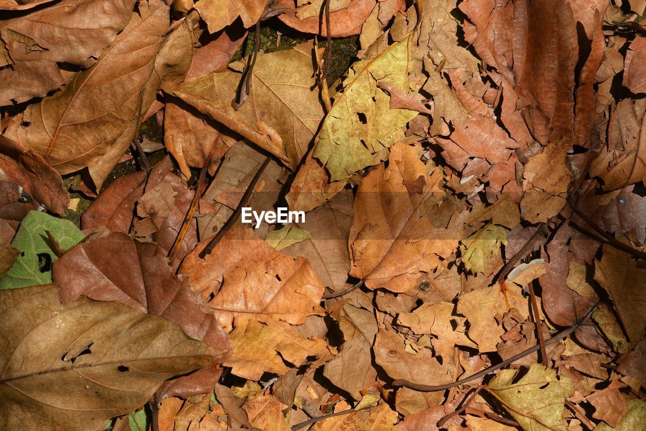 tree, leaf, plant part, autumn, soil, dry, plant, nature, full frame, branch, backgrounds, brown, no people, land, leaves, day, wood, outdoors, field, close-up, textured, high angle view, pattern, falling, beauty in nature, trunk, directly above, abundance, fragility, leaf vein, natural condition