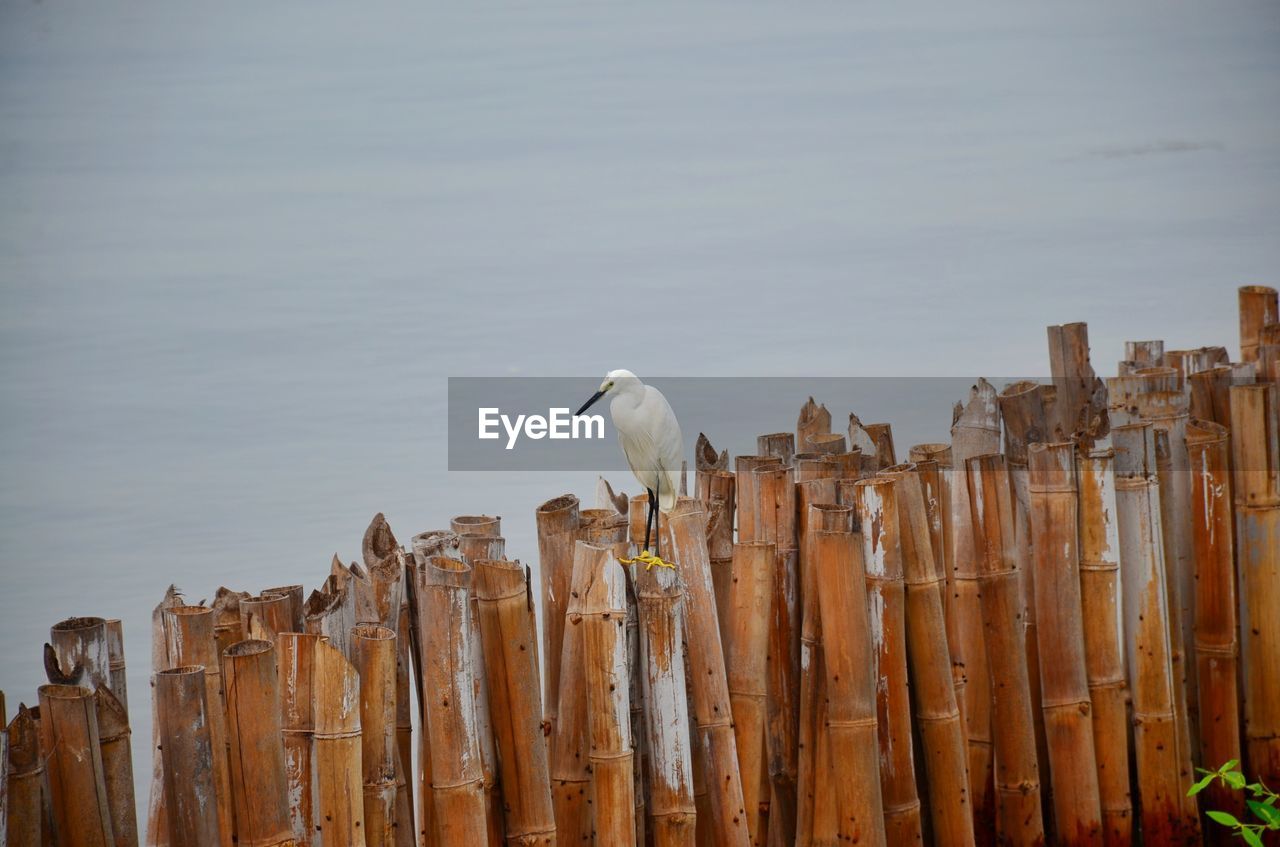 VIEW OF BIRD PERCHING ON WOODEN POST