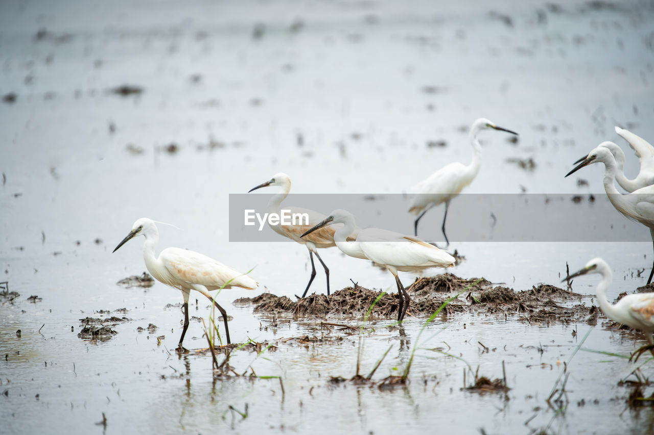 BIRDS IN A LAKE