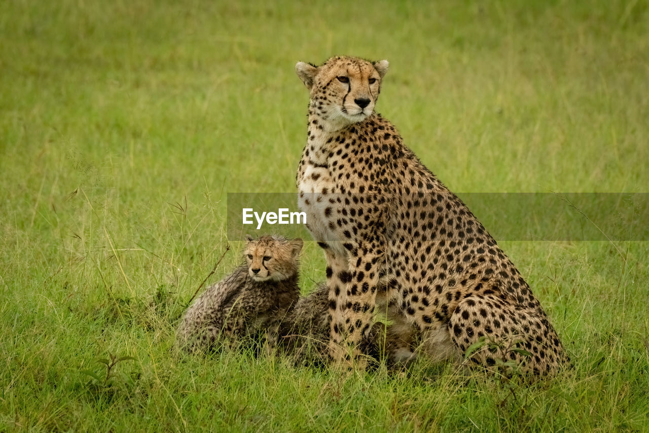 Cheetah and cub sit together in grass