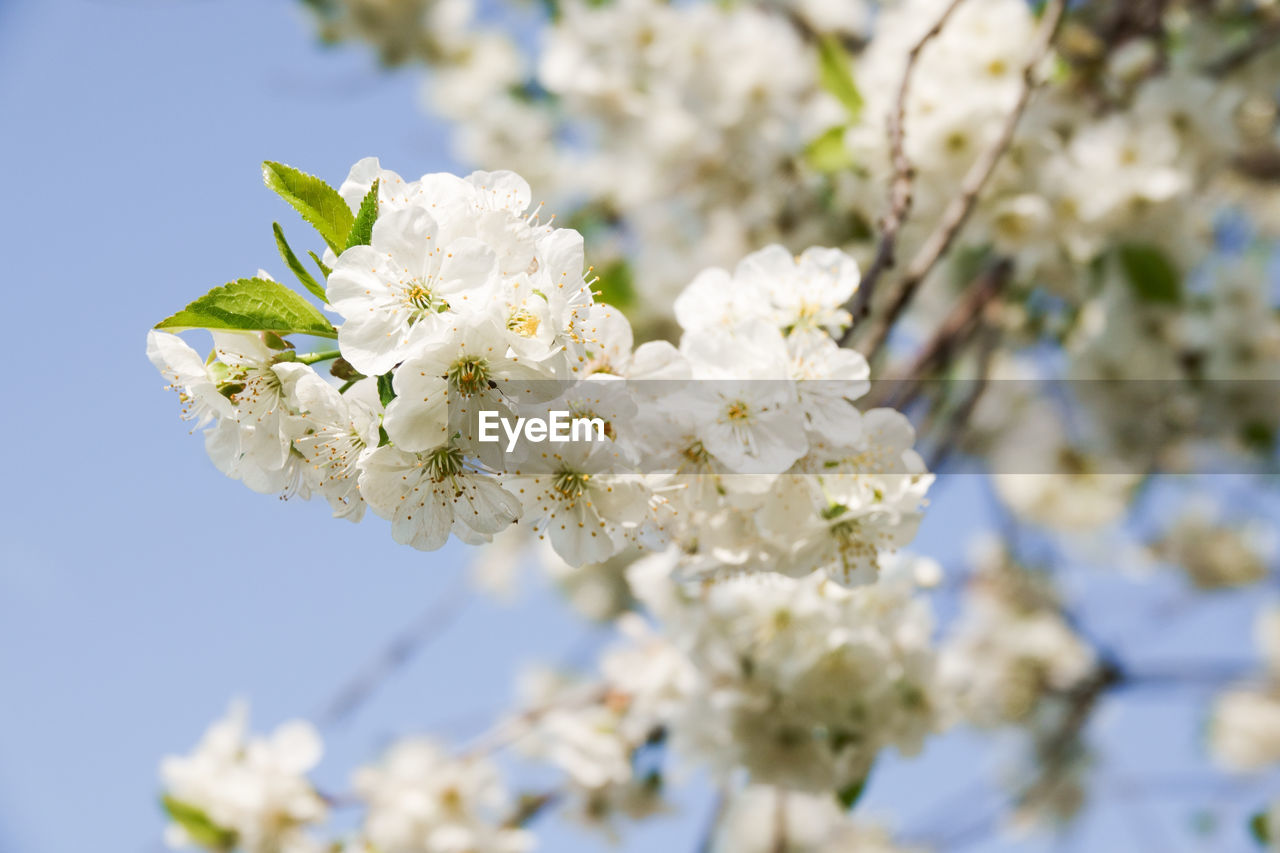 CLOSE-UP OF WHITE CHERRY BLOSSOMS