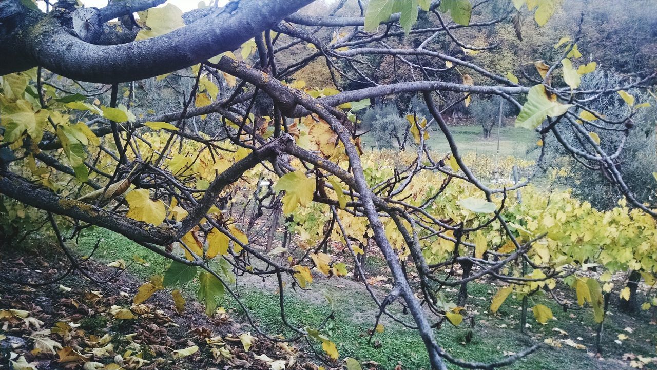 CLOSE-UP OF BARE TREE BRANCHES