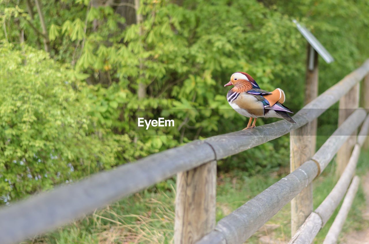 Bird perching on fence