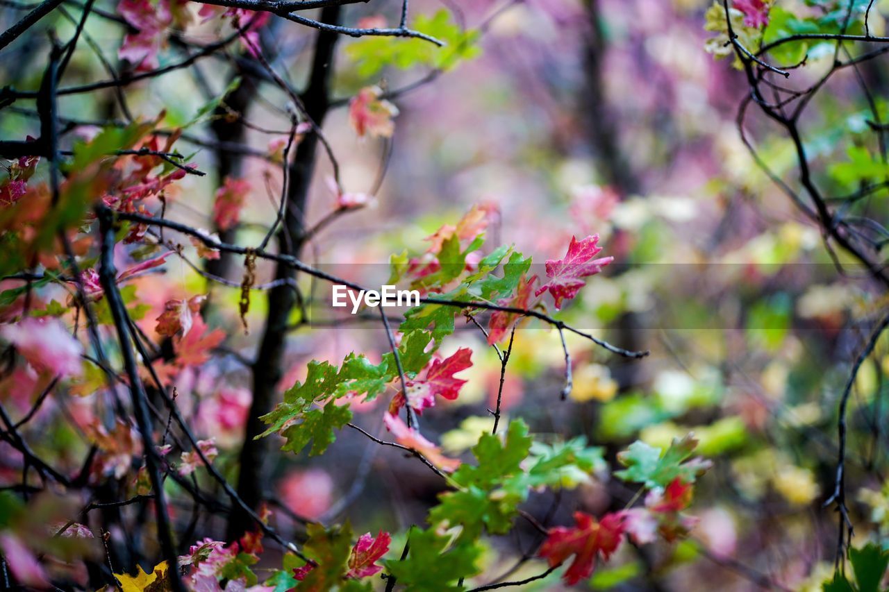 CLOSE-UP OF PINK CHERRY BLOSSOM